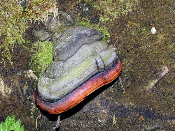 fomitopsis pinicola